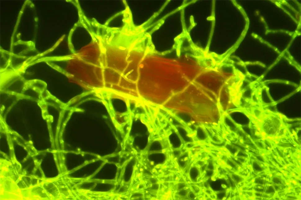 Ο μύκητας Parengyodontium album ενώ έχει περικυκλώσει και «τρώει» ένα κομμάτι πλαστικού