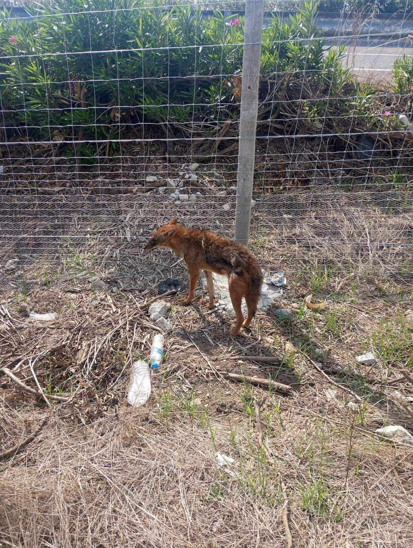 Τσακάλι βρέθηκε σε κατοικημένη περιοχή κοντά στη Λάρισα